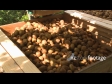 Kiwifruit Into Bin 2789